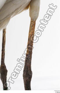 Stork  2 leg 0026.jpg